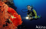 Spanish dancer (Hexabranchus sanguineus)