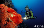 Spanish dancer (Hexabranchus sanguineus)