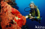 Spanish dancer (Hexabranchus sanguineus)