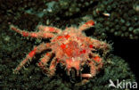 spider crab (Schizophrys aspera)