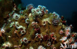 Christmas tree worm (Spirobranchus giganteus)
