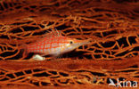 Longnose hawkfish (Oxycirrhites typus)