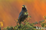 European Starling (Sturnus vulgaris)