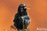 European Starling (Sturnus vulgaris)