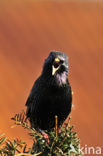 European Starling (Sturnus vulgaris)
