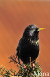 European Starling (Sturnus vulgaris)