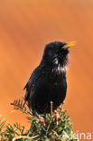 European Starling (Sturnus vulgaris)