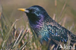 European Starling (Sturnus vulgaris)