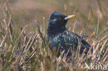 European Starling (Sturnus vulgaris)