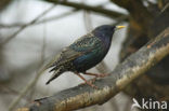 European Starling (Sturnus vulgaris)