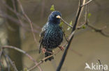 European Starling (Sturnus vulgaris)