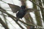 European Starling (Sturnus vulgaris)