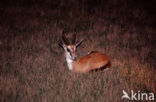 Springbok (Antidorcas marsupialis)