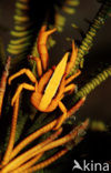 elegant squat lobster (Allogalathea elegans)