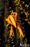 Springkreeft (Allogalathea elegans)