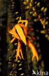 elegant squat lobster (Allogalathea elegans)