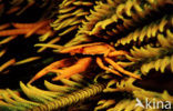 elegant squat lobster (Allogalathea elegans)