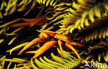 elegant squat lobster (Allogalathea elegans)