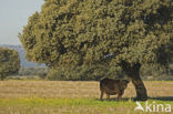 Steeneik (Quercus ilex)