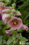 Stokroos (Alcea rosea)