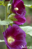 Stokroos (Alcea rosea)