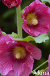 Hollyhock (Alcea rosea)