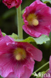 Stokroos (Alcea rosea)