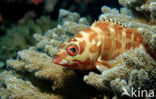 Tandbaars (Epinephelus fasciatus)