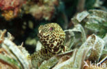 Honeycomb grouper (Epinephelus merra)