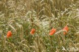 Bread Wheat (Triticum aestivum)