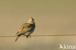 Thekla Lark (Galerida theklae)