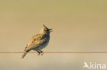 Thekla Lark (Galerida theklae)