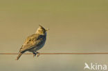 Thekla Lark (Galerida theklae)