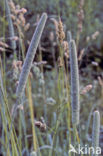 Cat’s-tail (Phleum pratense)