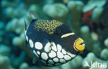 Clown triggerfish (Balistoides conspicillum)