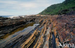 Tsitsikamma National Park