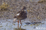 Tureluur (Tringa totanus) 