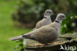 Turkse Tortel (Streptopelia decaocto)