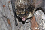 particolored bat (Vespertilio murinus)