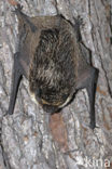 particolored bat (Vespertilio murinus)