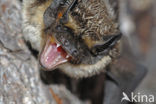 particolored bat (Vespertilio murinus)