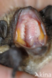 particolored bat (Vespertilio murinus)