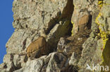 Eurasian Griffon (Gyps fulvus)