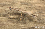 Plume moth (Amblyptilia acanthadactyla)