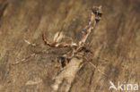 Plume moth (Amblyptilia acanthadactyla)