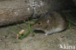 Common Vole (Microtus arvalis)