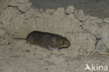 Common Vole (Microtus arvalis)