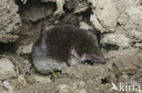 Veldspitsmuis (Crocidura leucodon) 