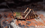 Grasshopper (Phymateus sp.)