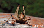 Grasshopper (Phymateus sp.)